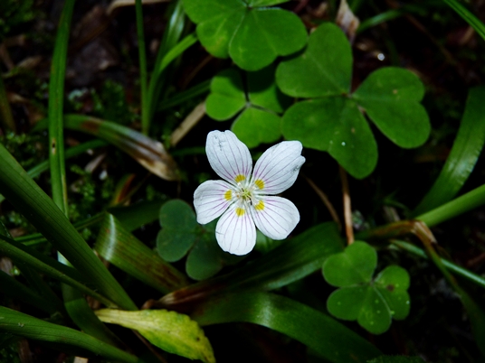 {Oxalis montana}